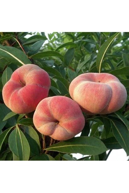 Гілка з плодами інжирного персика Pink Ring у саду